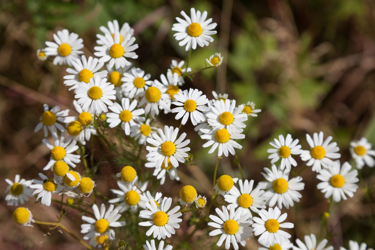 Daisies vs Chamomile: What Is The Difference?