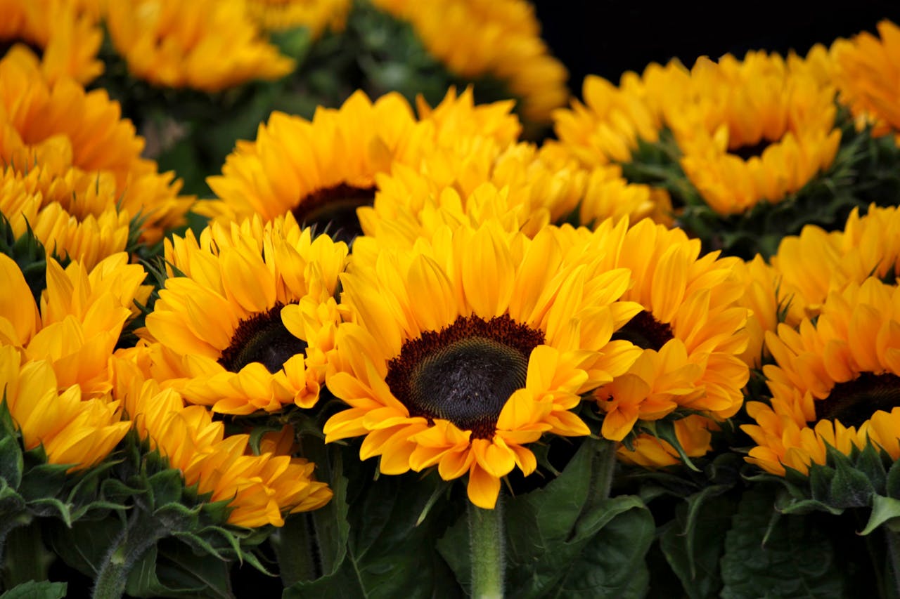 13 Sunflower Facts We Bet You Didn't Know