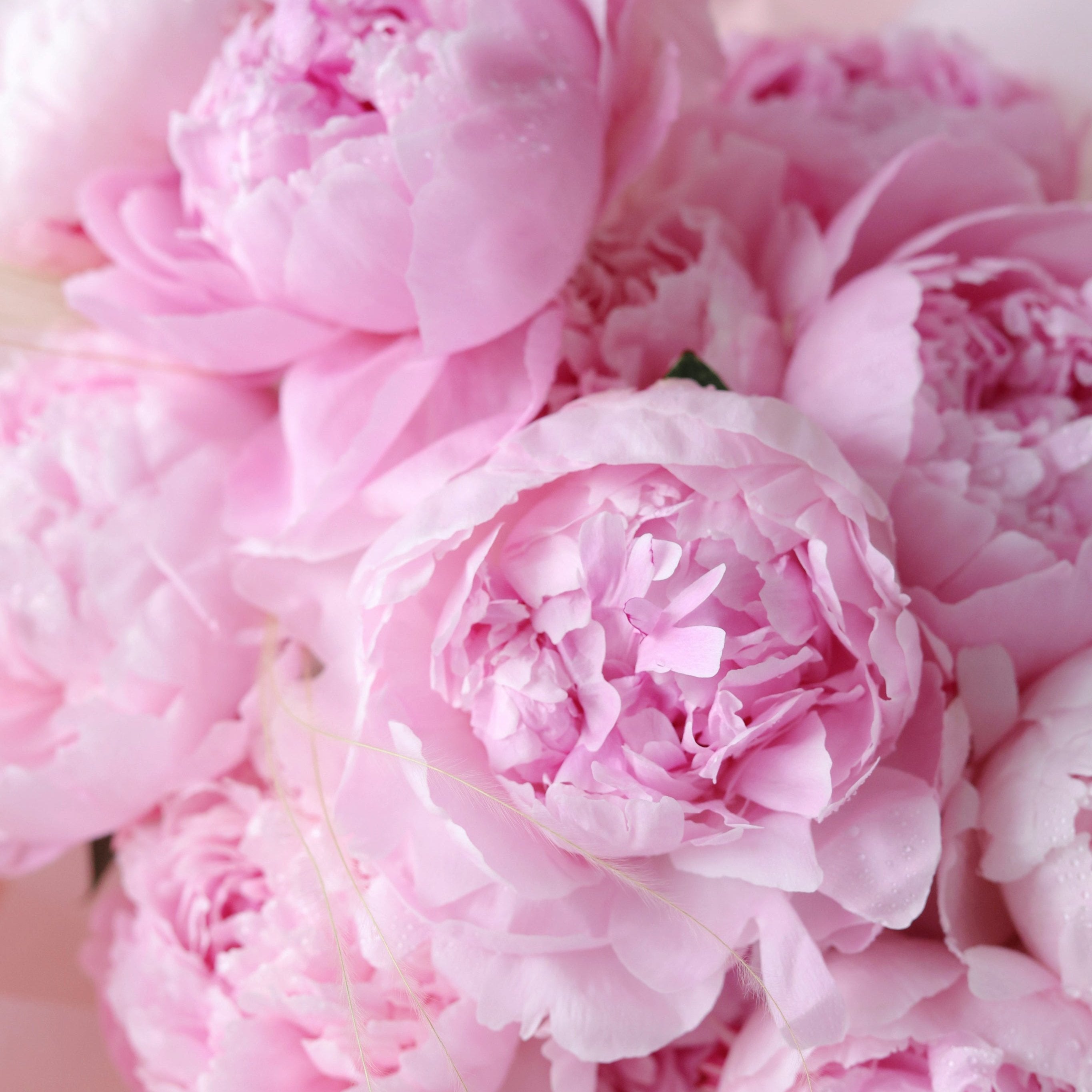 Peony Treasure