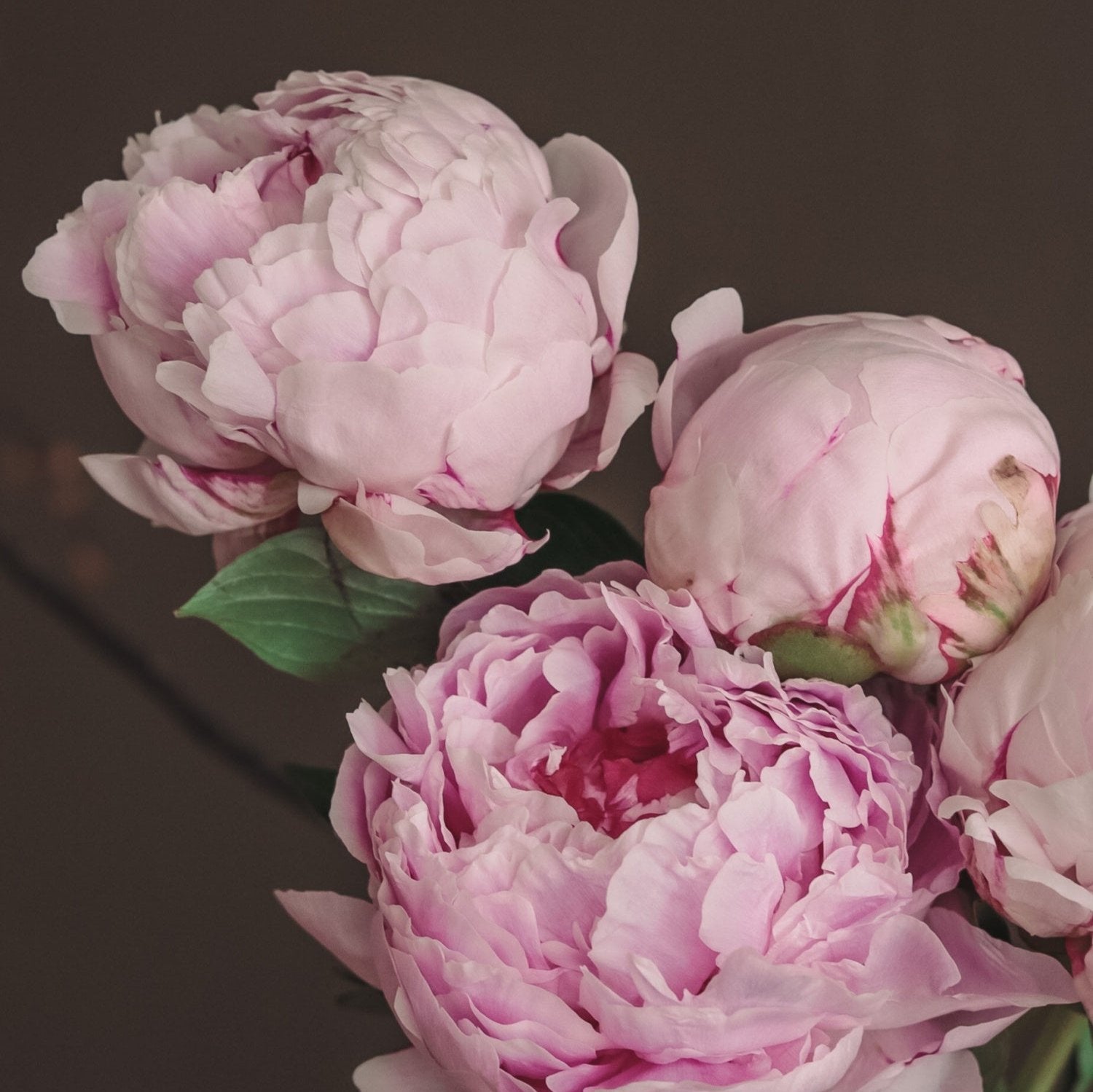 Sarah Bernhardt Peonies