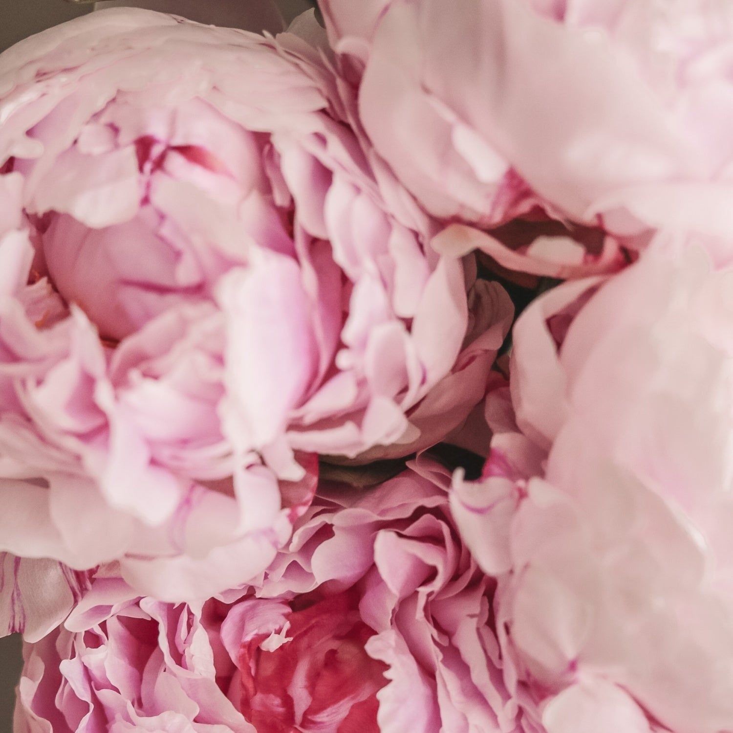 Sarah Bernhardt Peonies