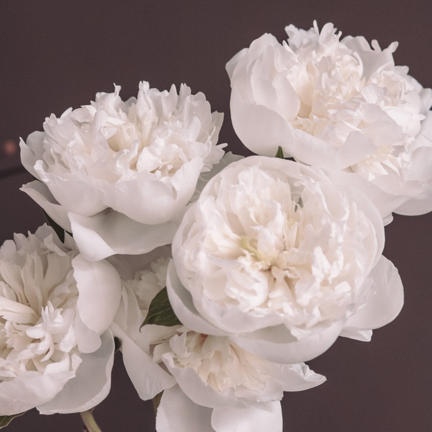 Madame Claude Tain Peonies