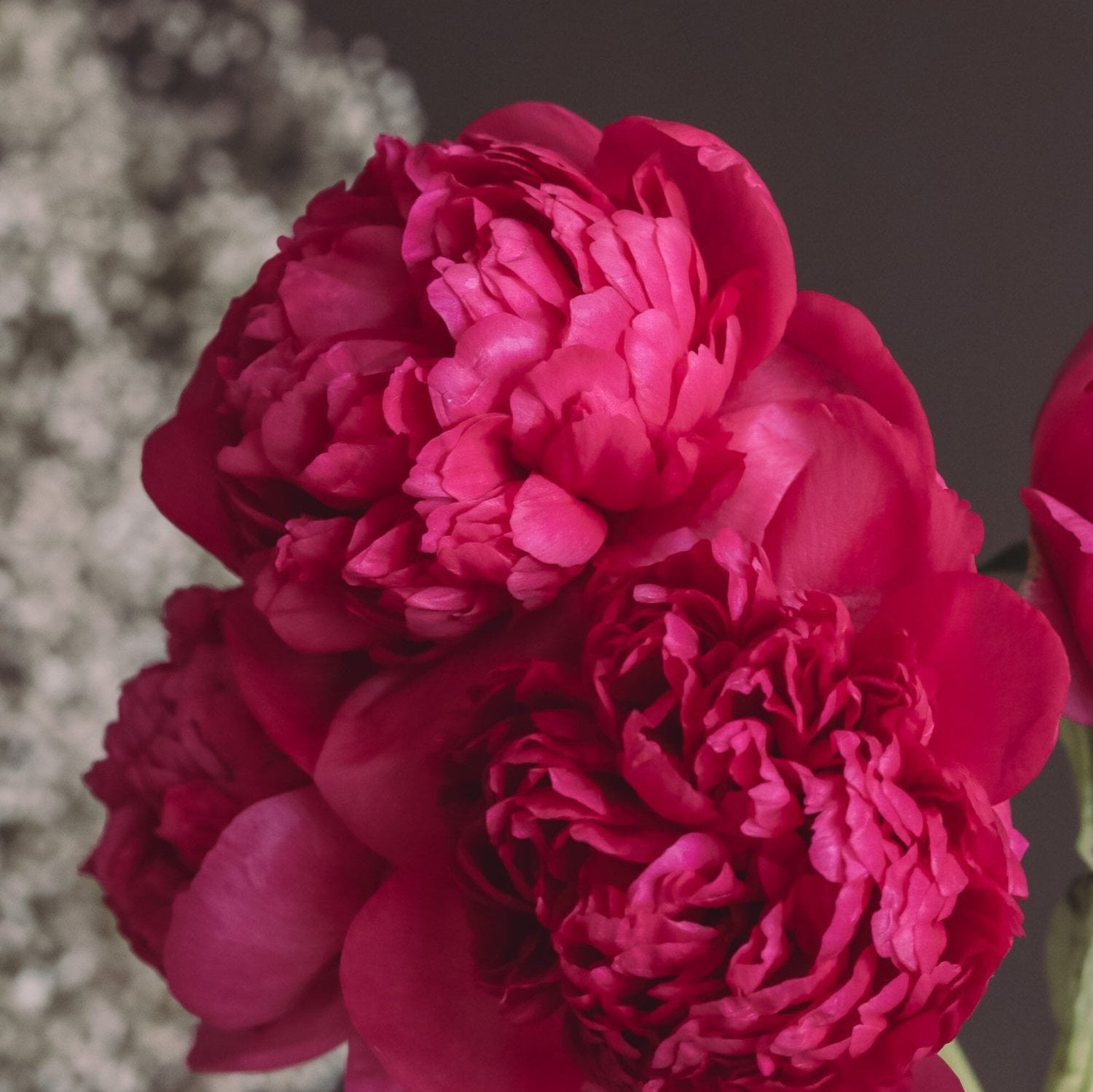 Red Charm Peonies