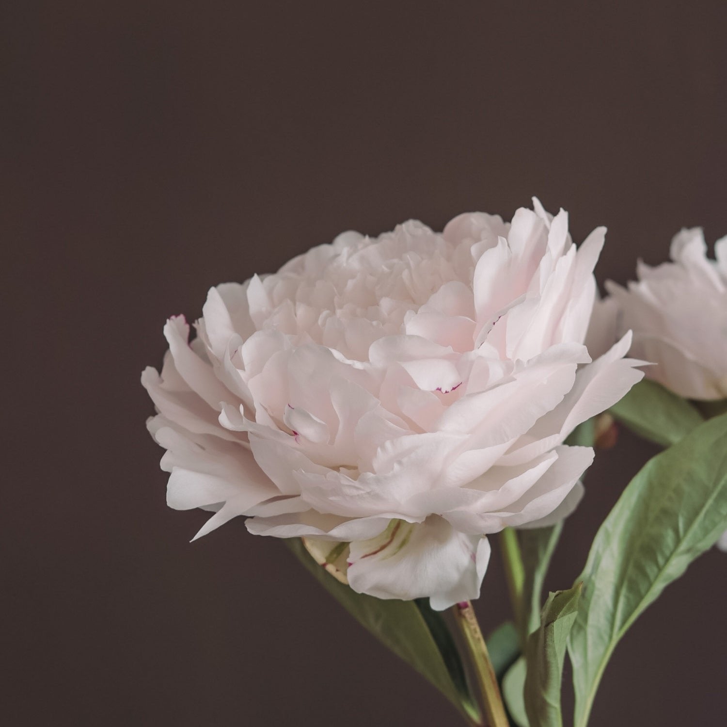 Gardenia Peonies